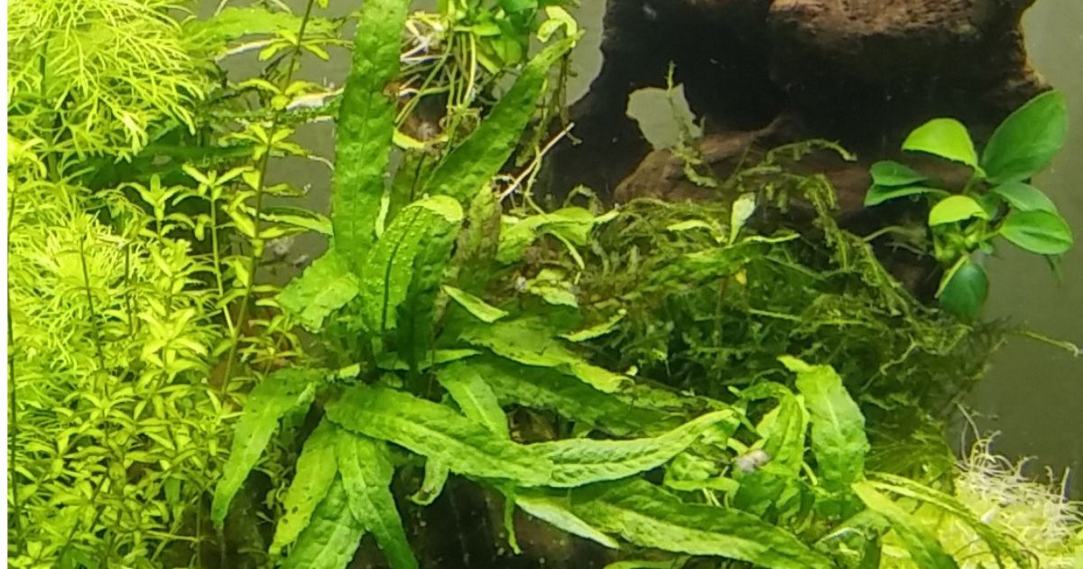 Microsorium pteropus, Anubias nana, et mousse de Java