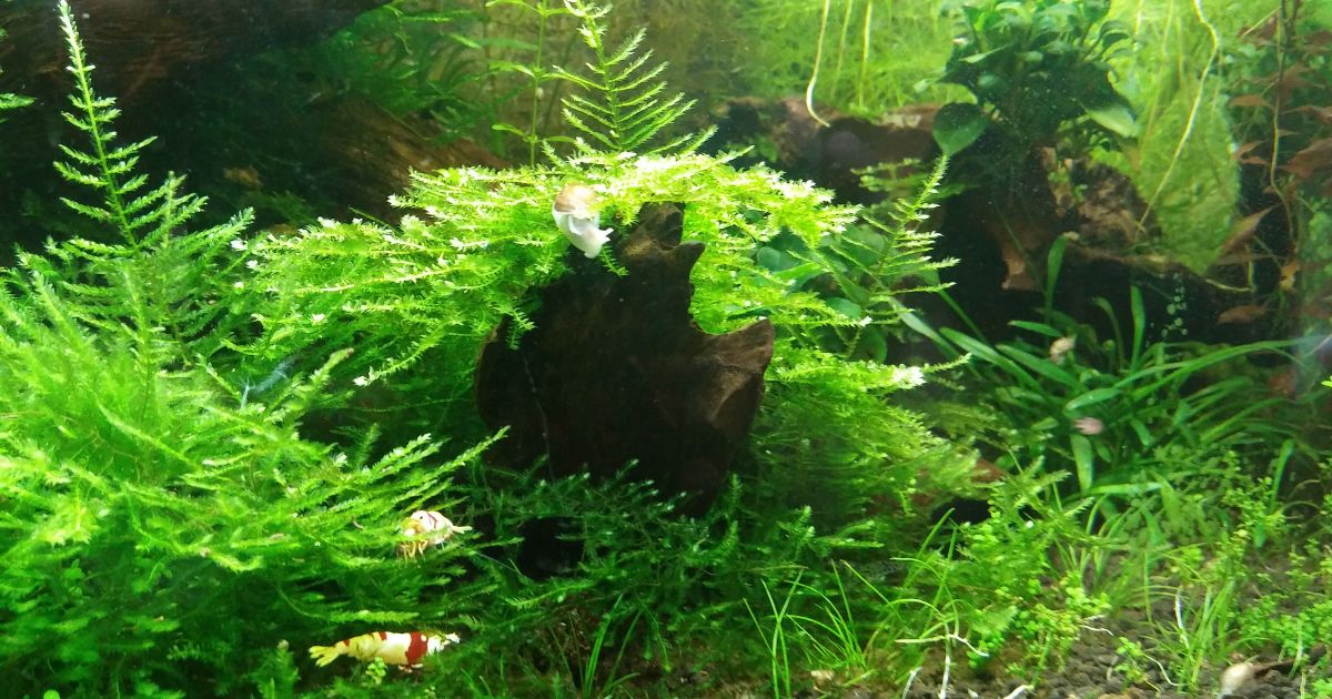 Vesicularia dubyana Christmas Moss
