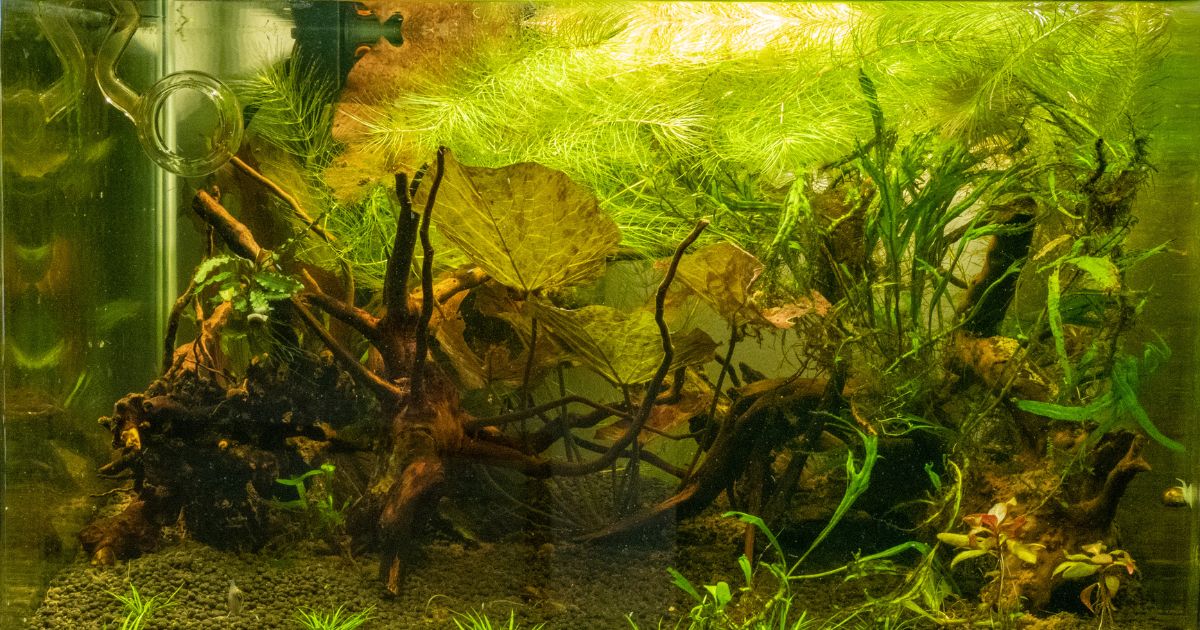 Ceratophyllum Demersum