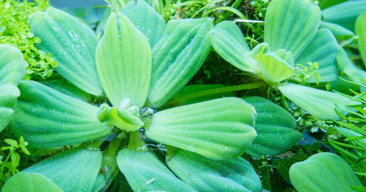 Pistia stratiote