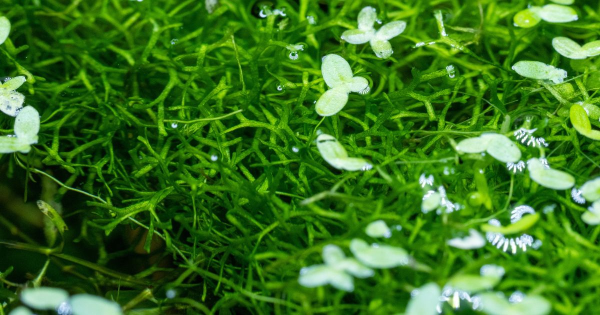 Riccia fluitans