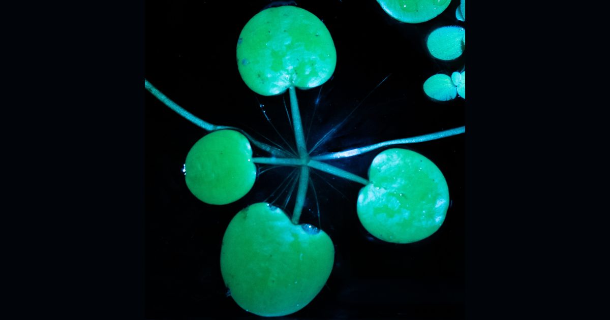 Limnobium laevigatum