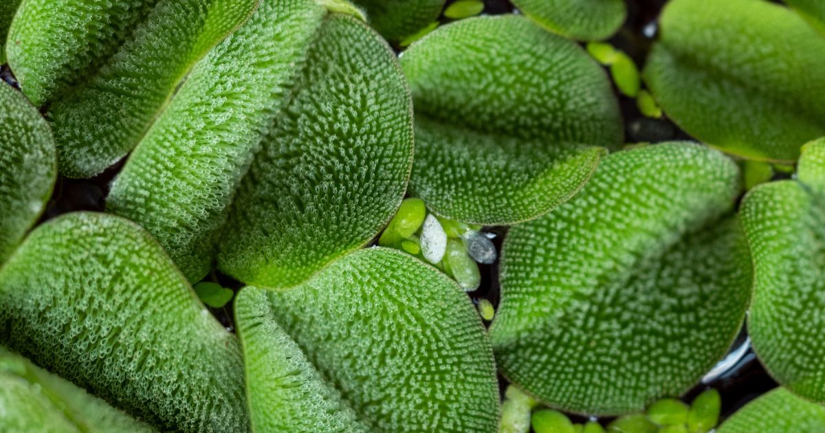 Salvinia natans