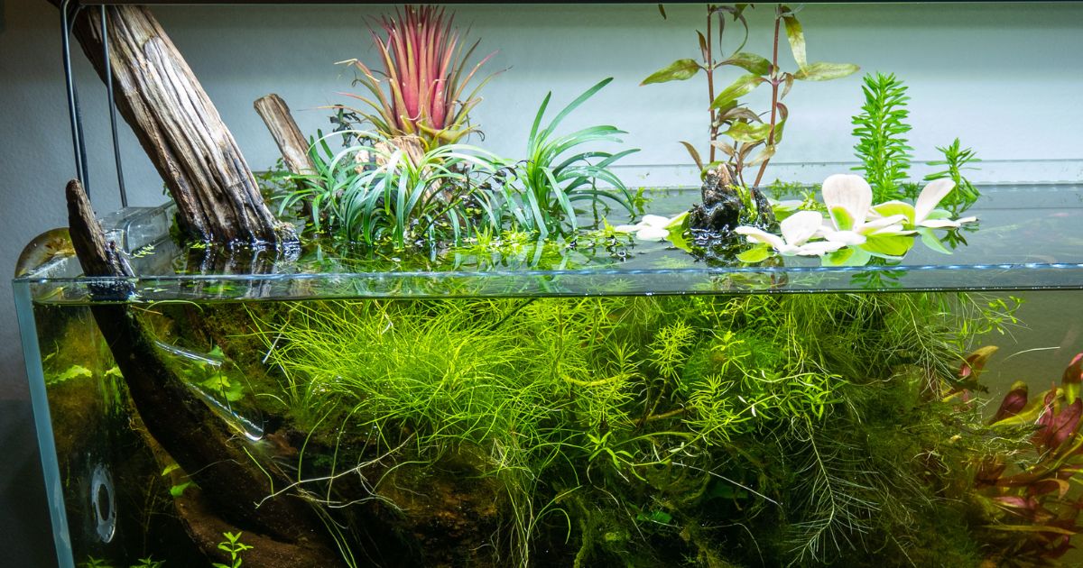 Ophiopogon et Tillandsia rouge