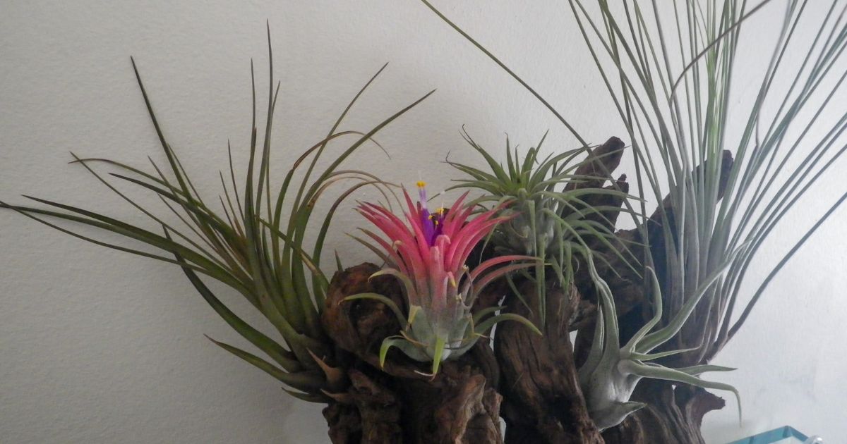 Tillandsia
