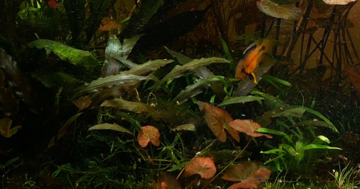 Cryptocoryne becketti