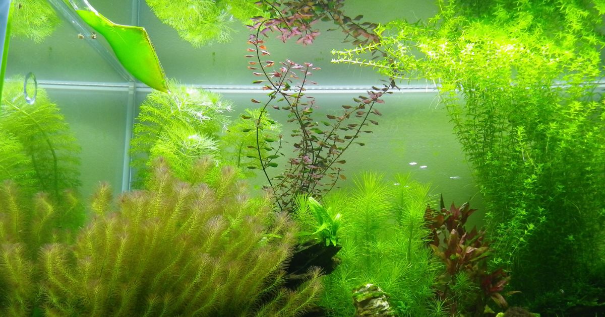 Rotala wallichii