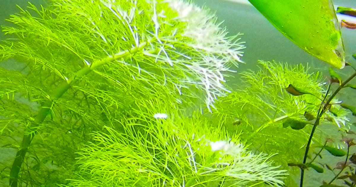 Limnophila aquatica