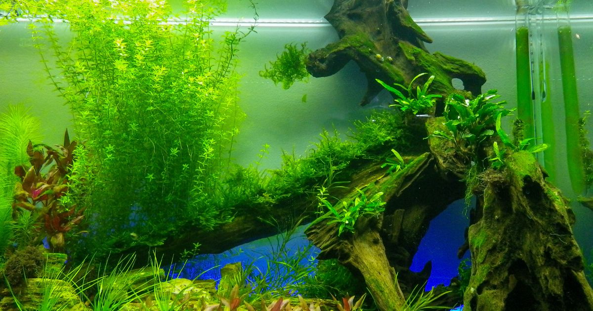 Hemianthus glomeratus