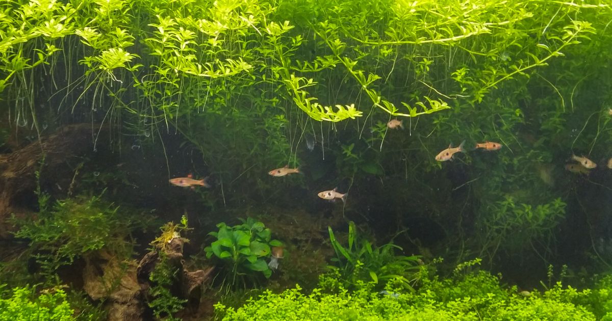 Hemianthus glomeratus