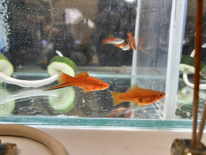 salon-aquariophile-tombola-novembre-2025-18