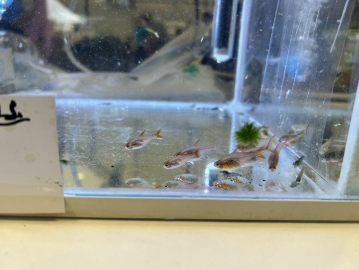 salon-aquariophile-tombola-novembre-2025-22