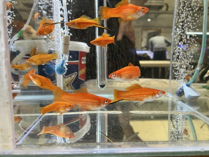 salon-aquariophile-tombola-novembre-2025-27