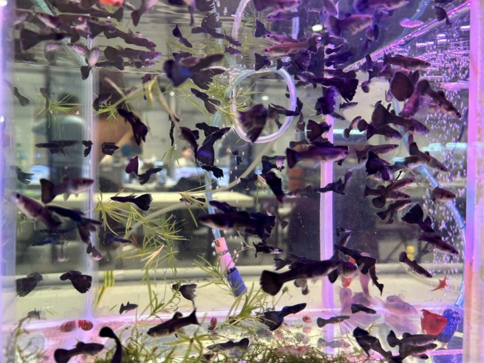 salon-aquariophile-tombola-novembre-2025-28