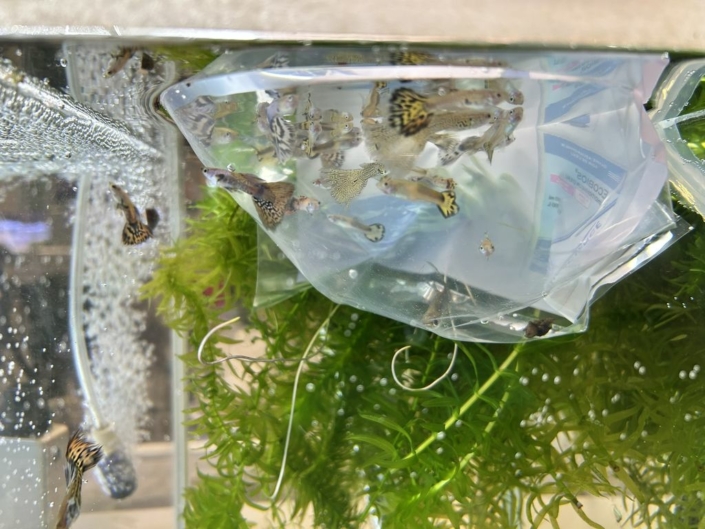 salon-aquariophile-tombola-novembre-2025-30