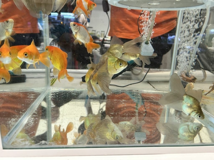 salon-aquariophile-tombola-novembre-2025-31