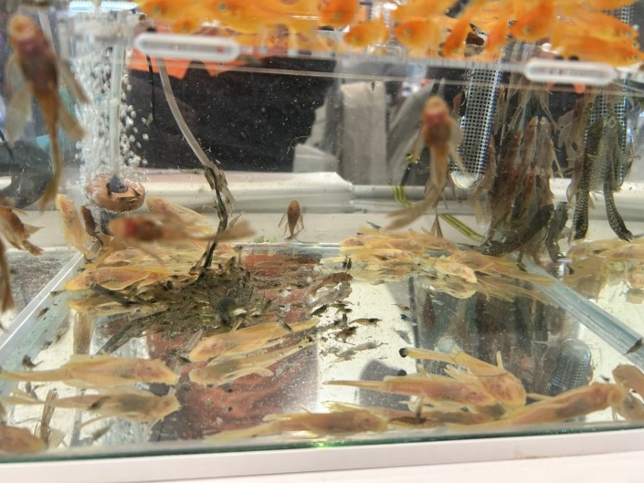 salon-aquariophile-tombola-novembre-2025-33